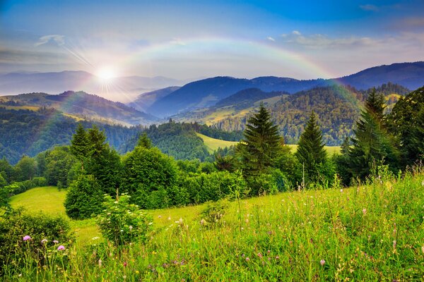 Regenbogen und Sonne nach Regen im Wald