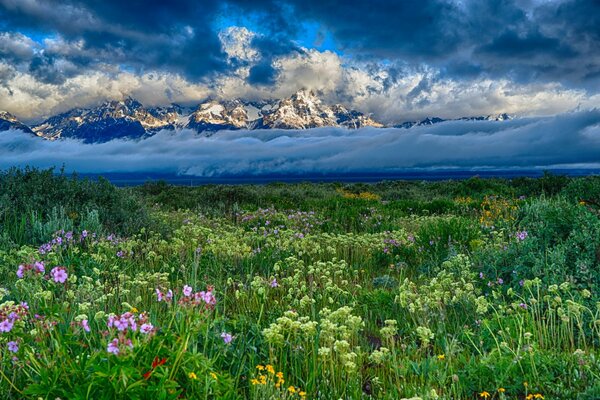 Un claro de montaña con flores y nubes esponjosas