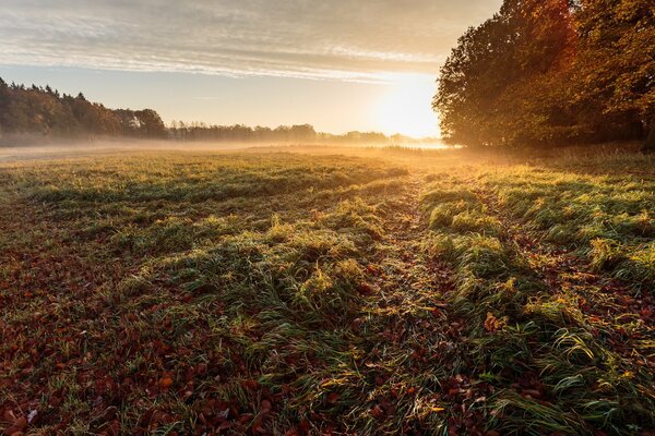 Matin brumeux dans le champ