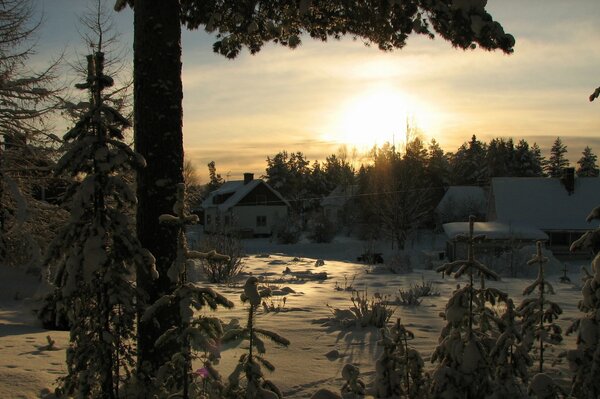 Winter forest at the dawn of the day