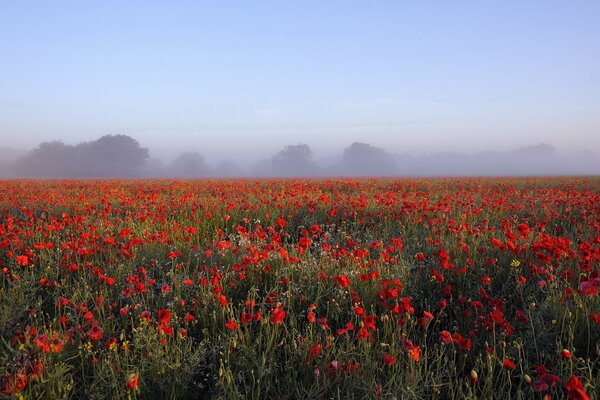 Paisaje de la mañana, campo de amapola