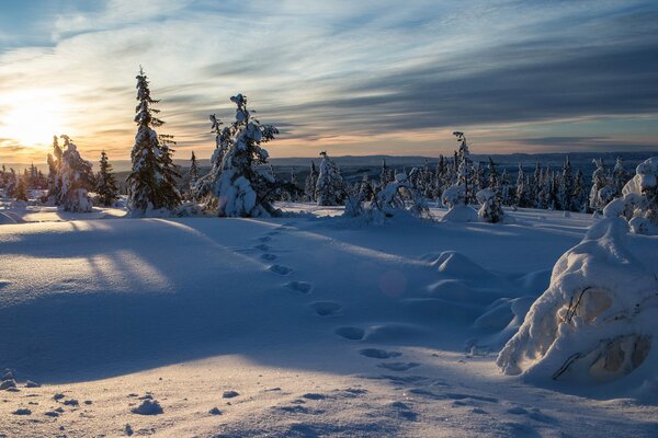 Норвежская зима в еловом снежном лесу