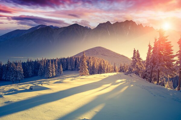 Winter landscape with coniferous trees and white snow