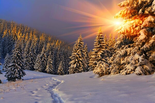 Paysage de forêt de conifères pendant le coucher du soleil d hiver