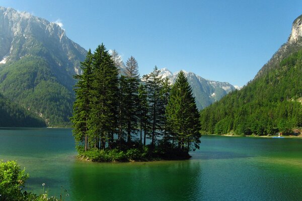 Abete rosso sull Isola. Acqua intorno all isolotto