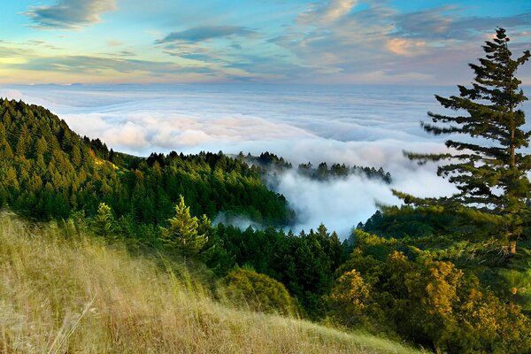 Niebla en las montañas sobre el bosque