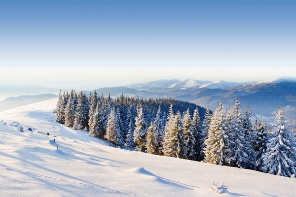 Paysage hivernal. Forêt d hiver de pin