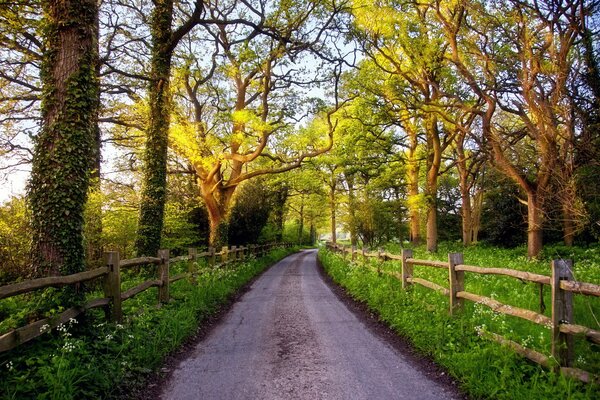 Route étroite entre les arbres