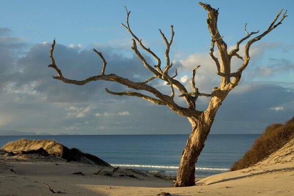 Baum am Sandstrand