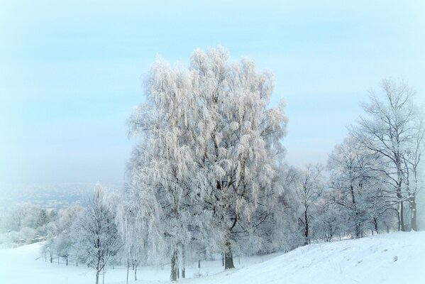 Winterbäume bedeckt und mit Schnee bedeckt inmitten eines schneebedeckten Feldes