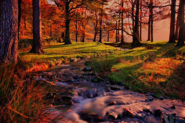 Schöne Herbstwaldlandschaft