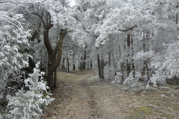 Winter Natur in der Wildnis des Waldes