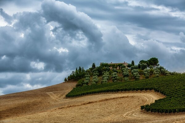 Nature avant la pluie. Paysage avec champ