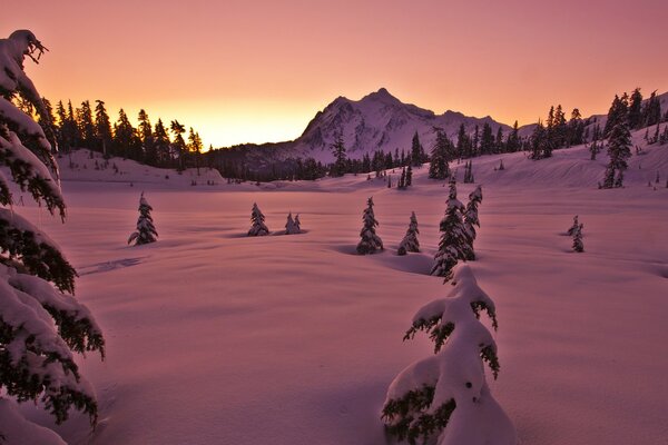 Winter forest, strewn with snow to the tops of fir trees