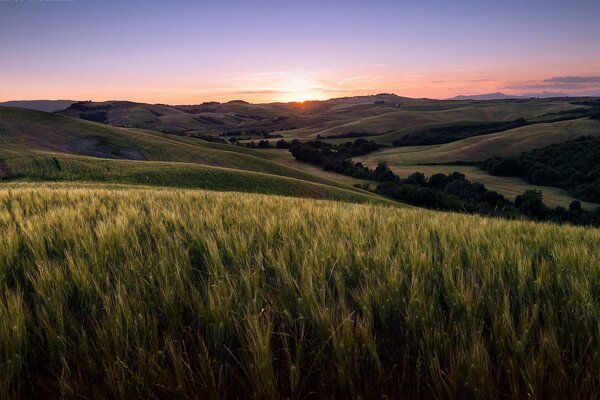 Friedlicher Sonnenuntergang über dem Roggenfeld