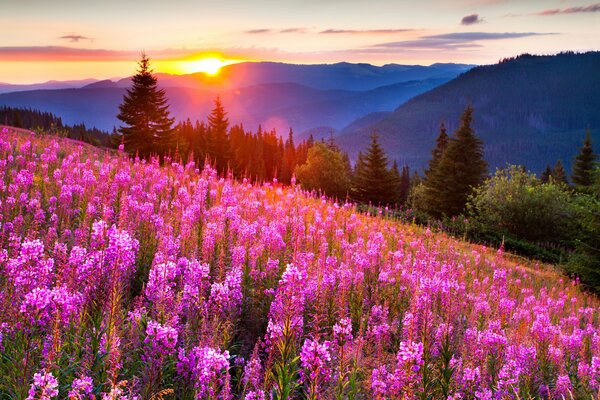 Fleurs au coucher du soleil dans les prairies de montagne