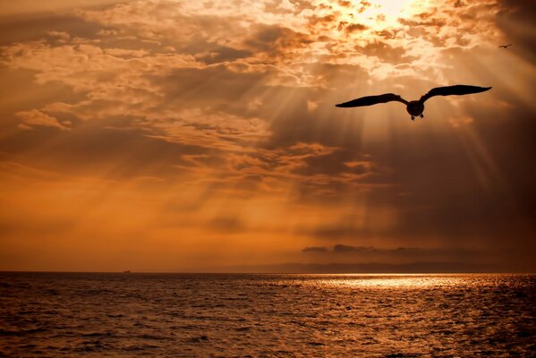 Birds over the sea in the rays of the sun