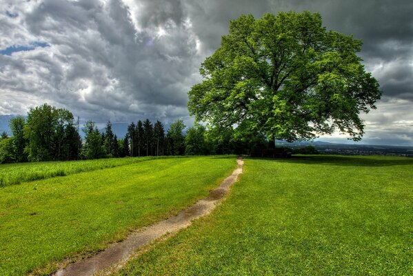 Une piste parmi l herbe sous un ciel nuageux