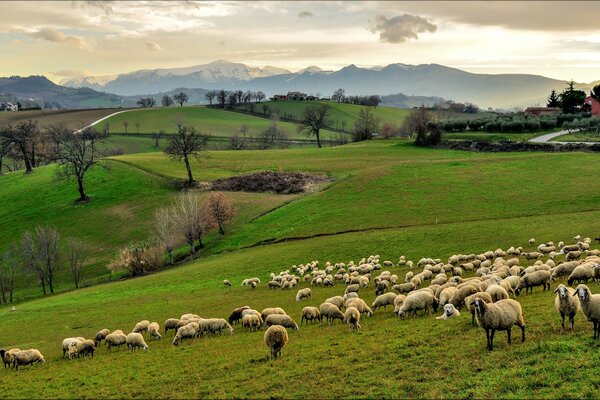 Compañía italiana con montañas y ovejas