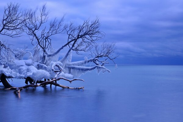 Lago congelato con albero caduto