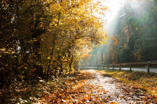 Automne. Arbres. Feuilles mortes