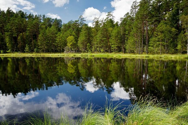 Пейзаж природы и отражение деревьев в озере