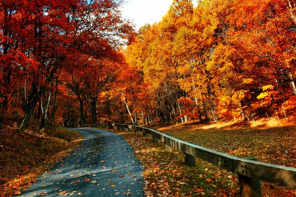 Autunno nella foresta. Foglie cadute