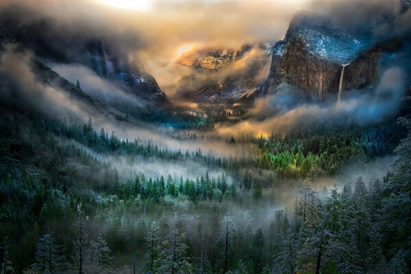 Dawn over a dense foggy forest