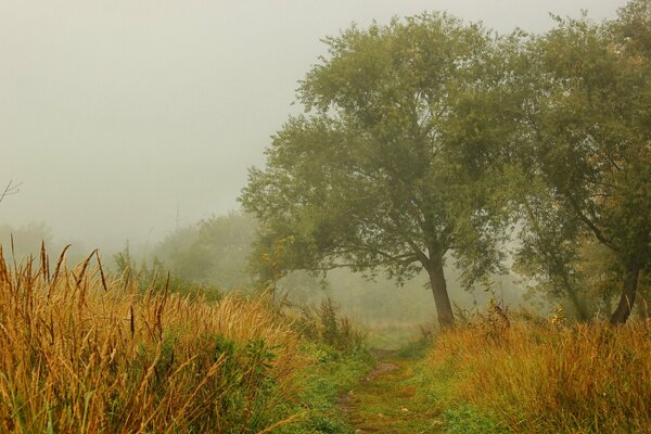 Nature automnale dans le brouillard