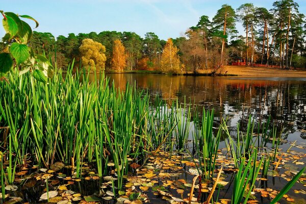 Russia-bellezza della natura nella regione di Mosca