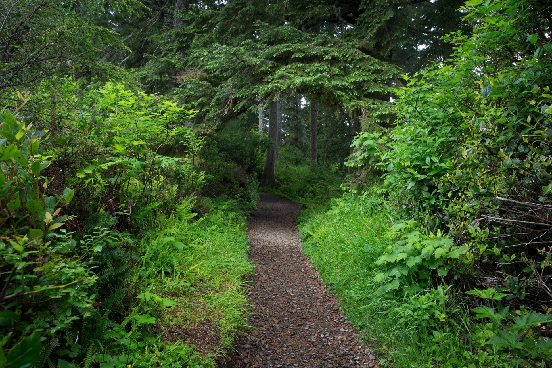 wald bäume laub grün gehweg fußweg