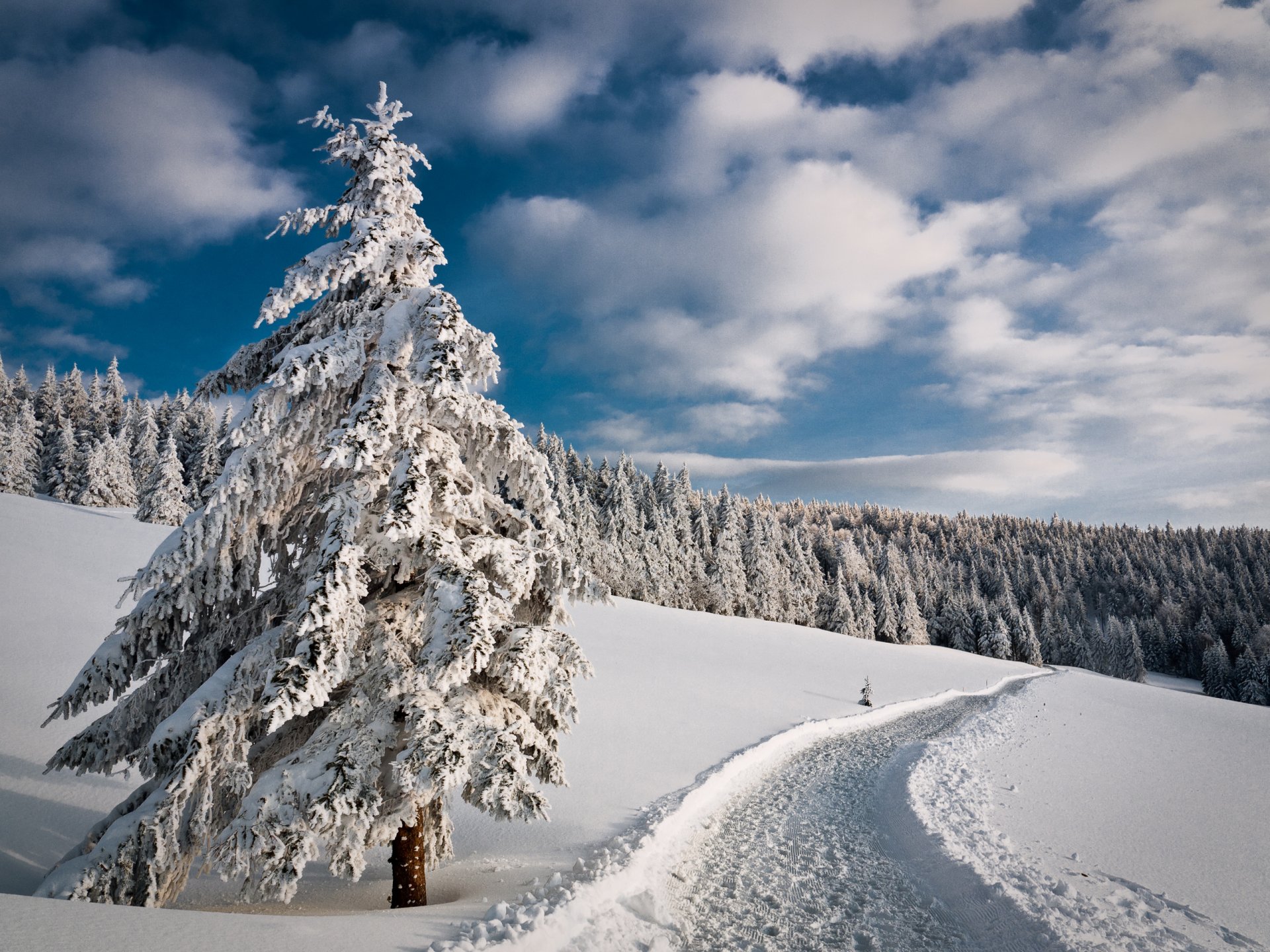 himmel winter straße wald bäume schnee tanne weihnachtsbaum