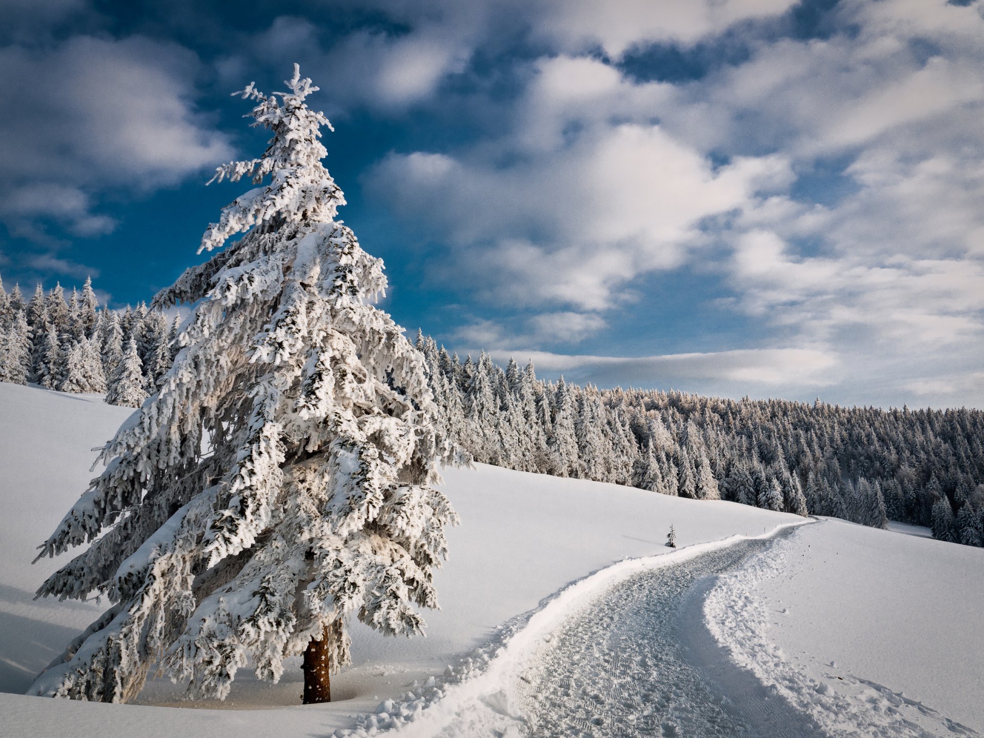 ciel hiver route forêt arbres neige sapin sapin