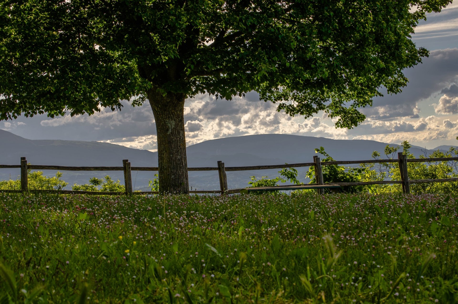 albero prato trifoglio montagna recinzione
