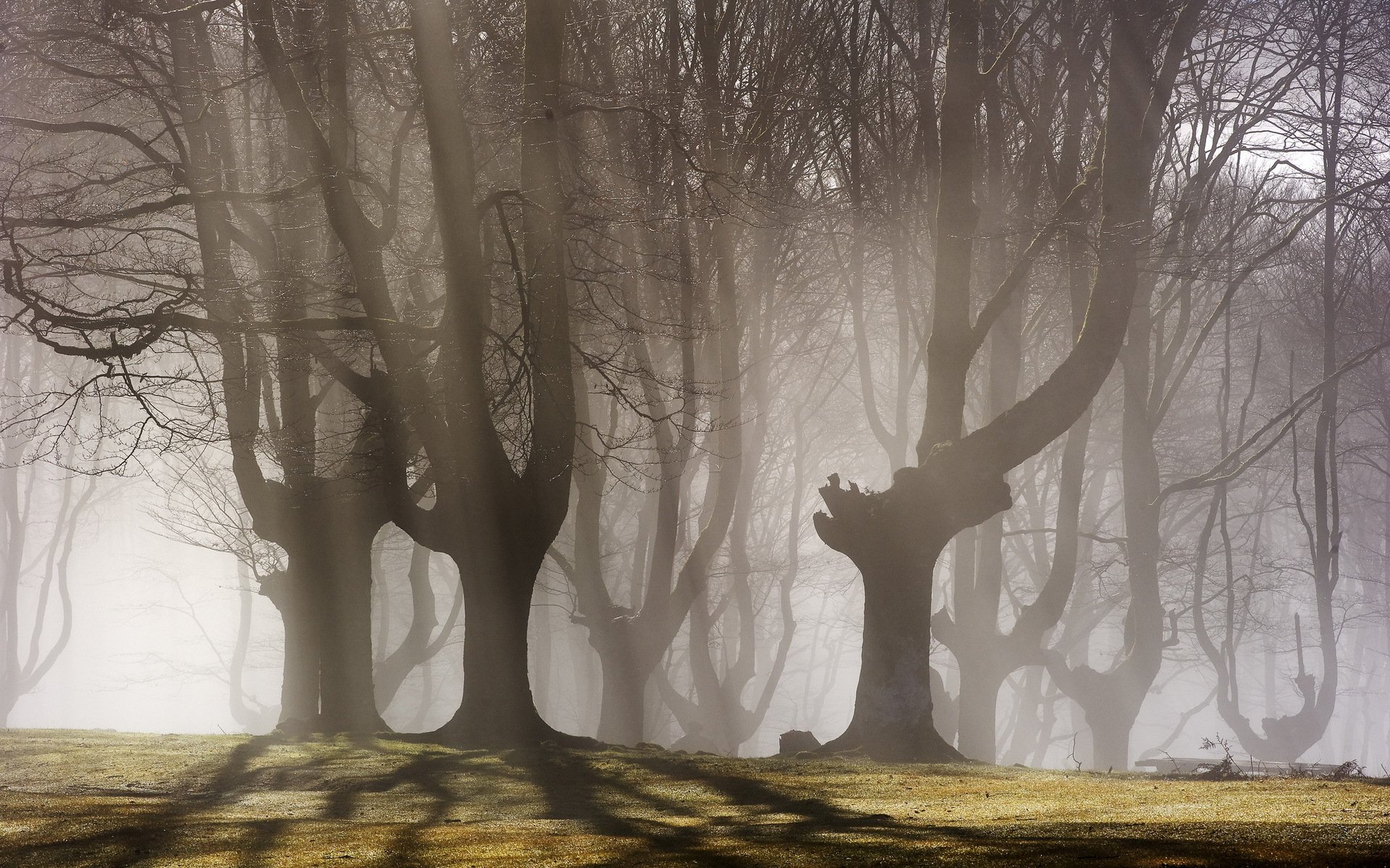tree fog morning landscape