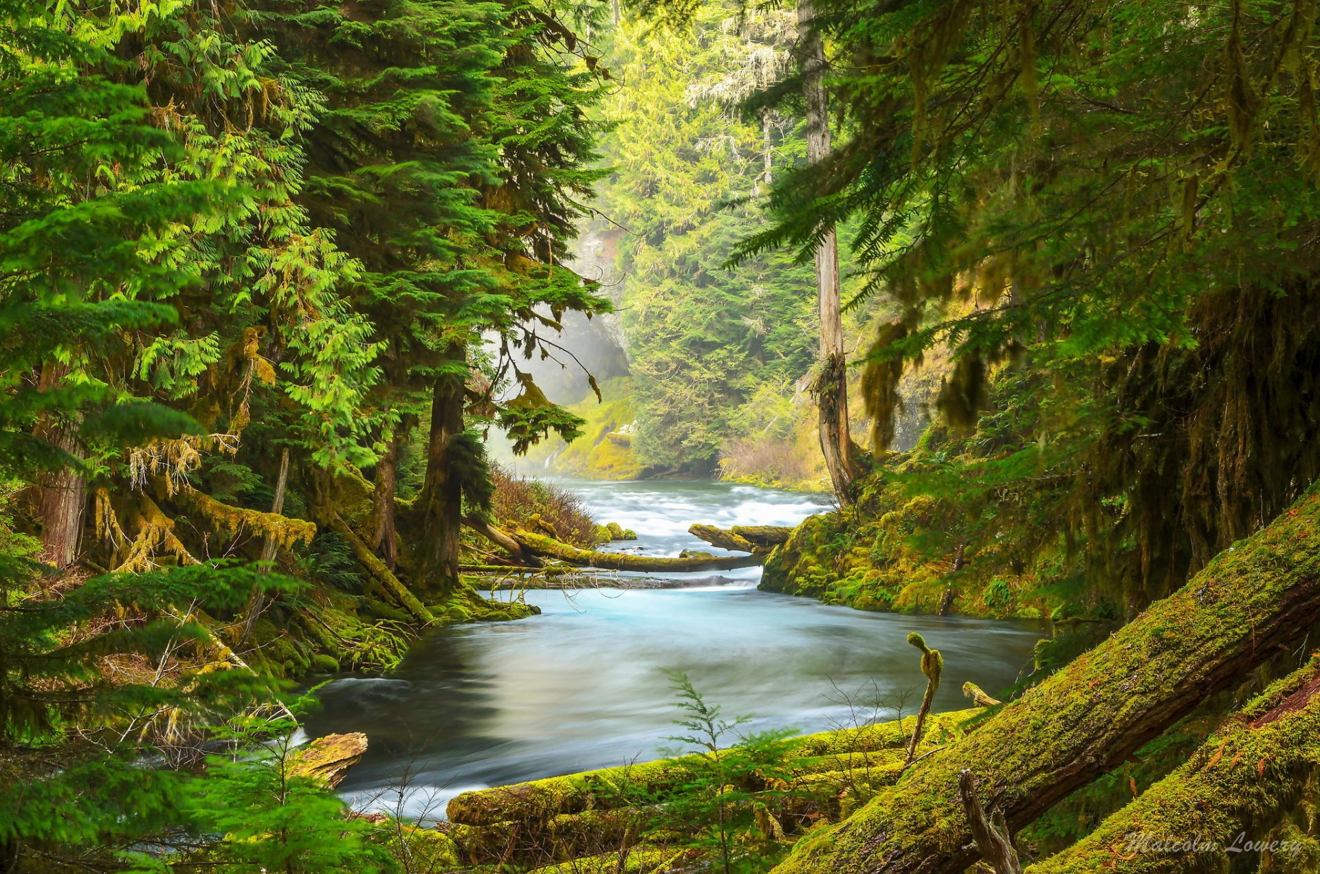 las natura rzeka mech drzewa