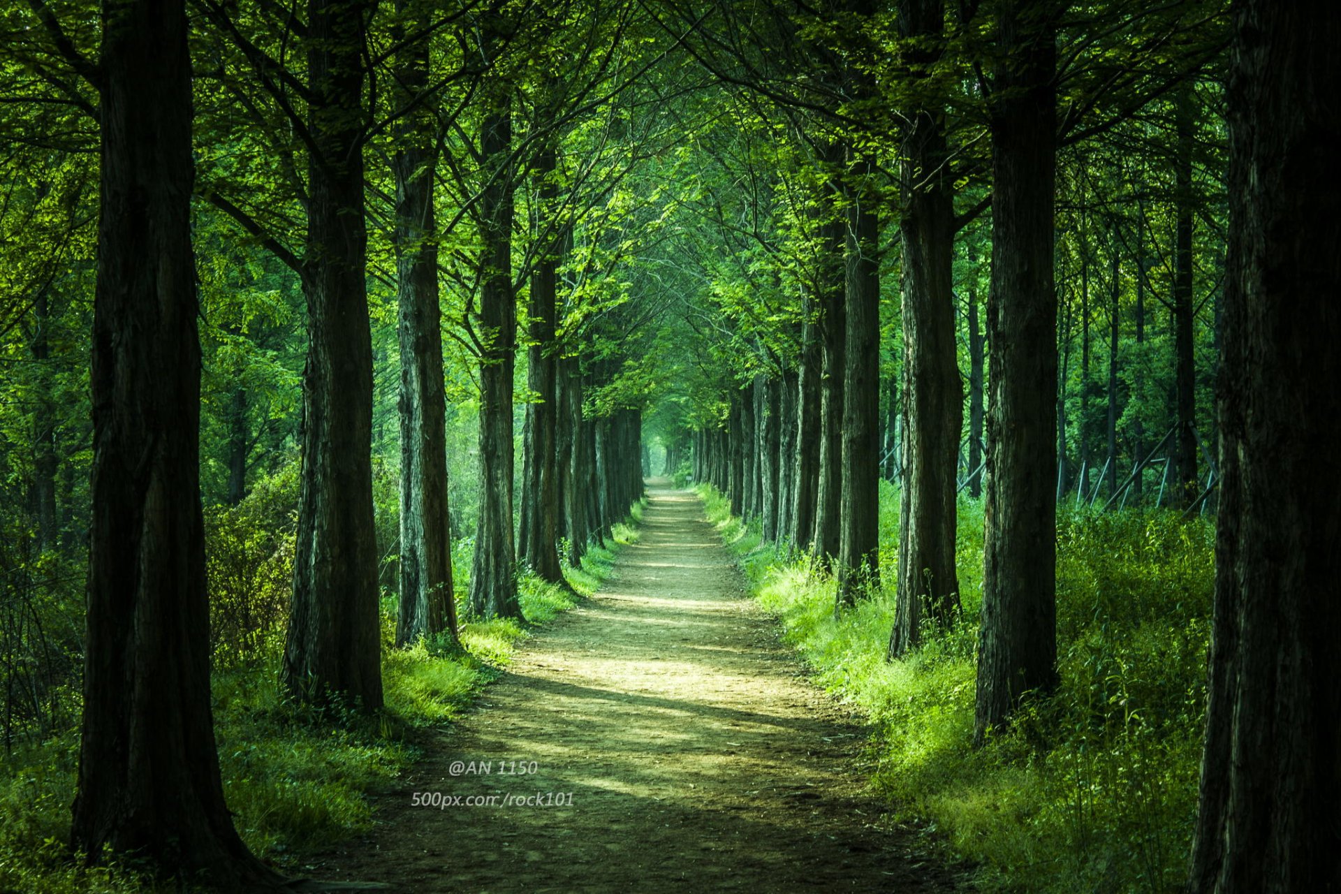 forêt parc arbres route nature
