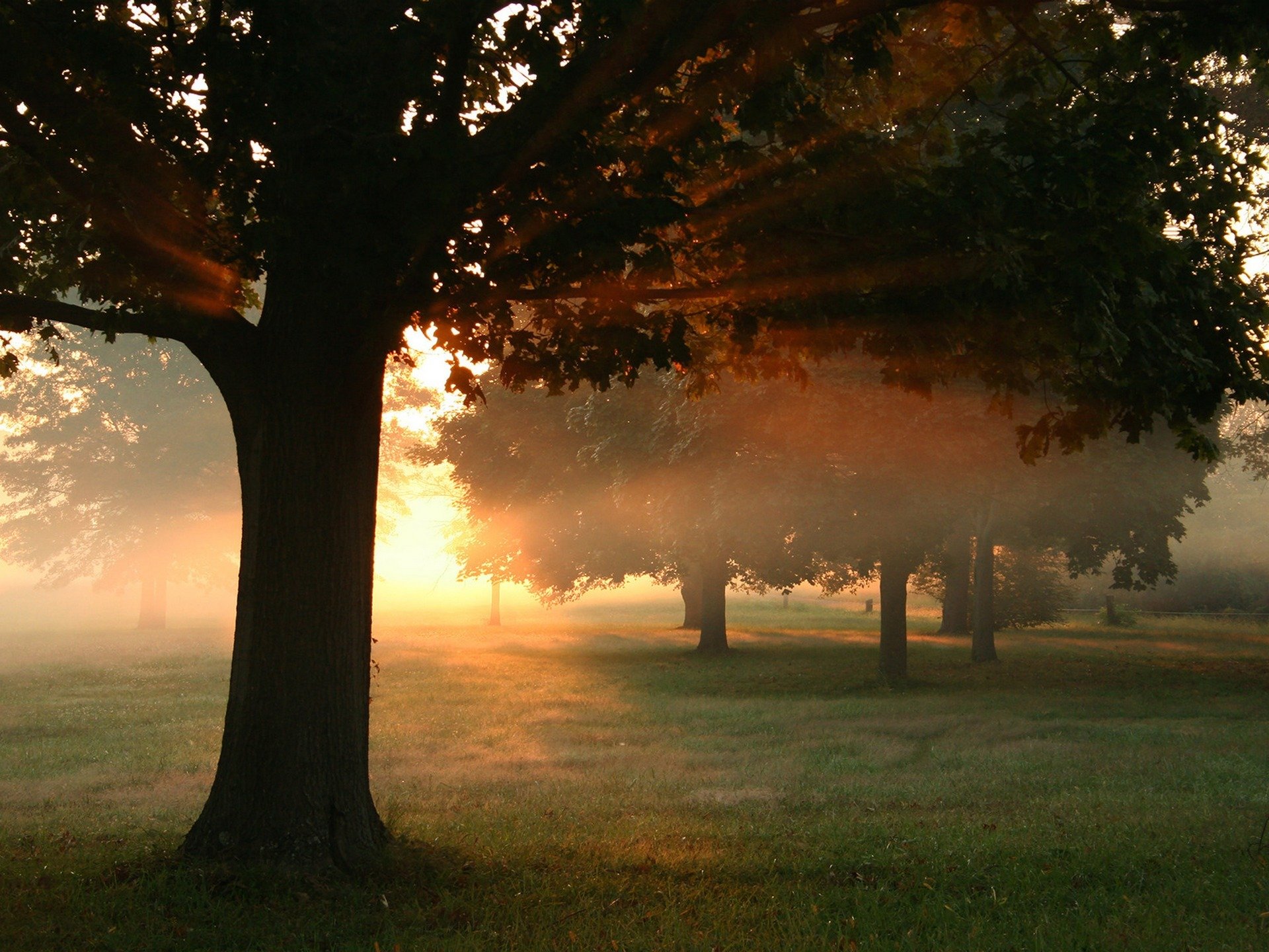 amanecer atardecer naturaleza bosque sol niebla foto