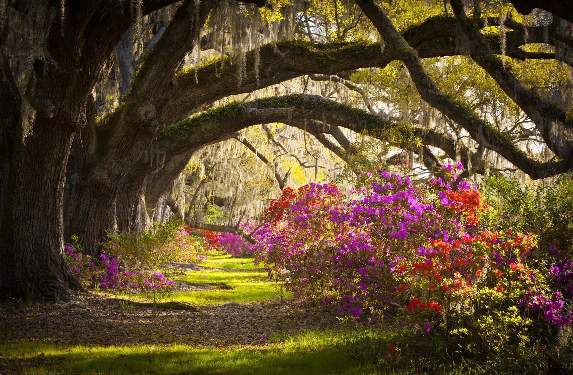 landscape tree vntochki flower summer nature beauty