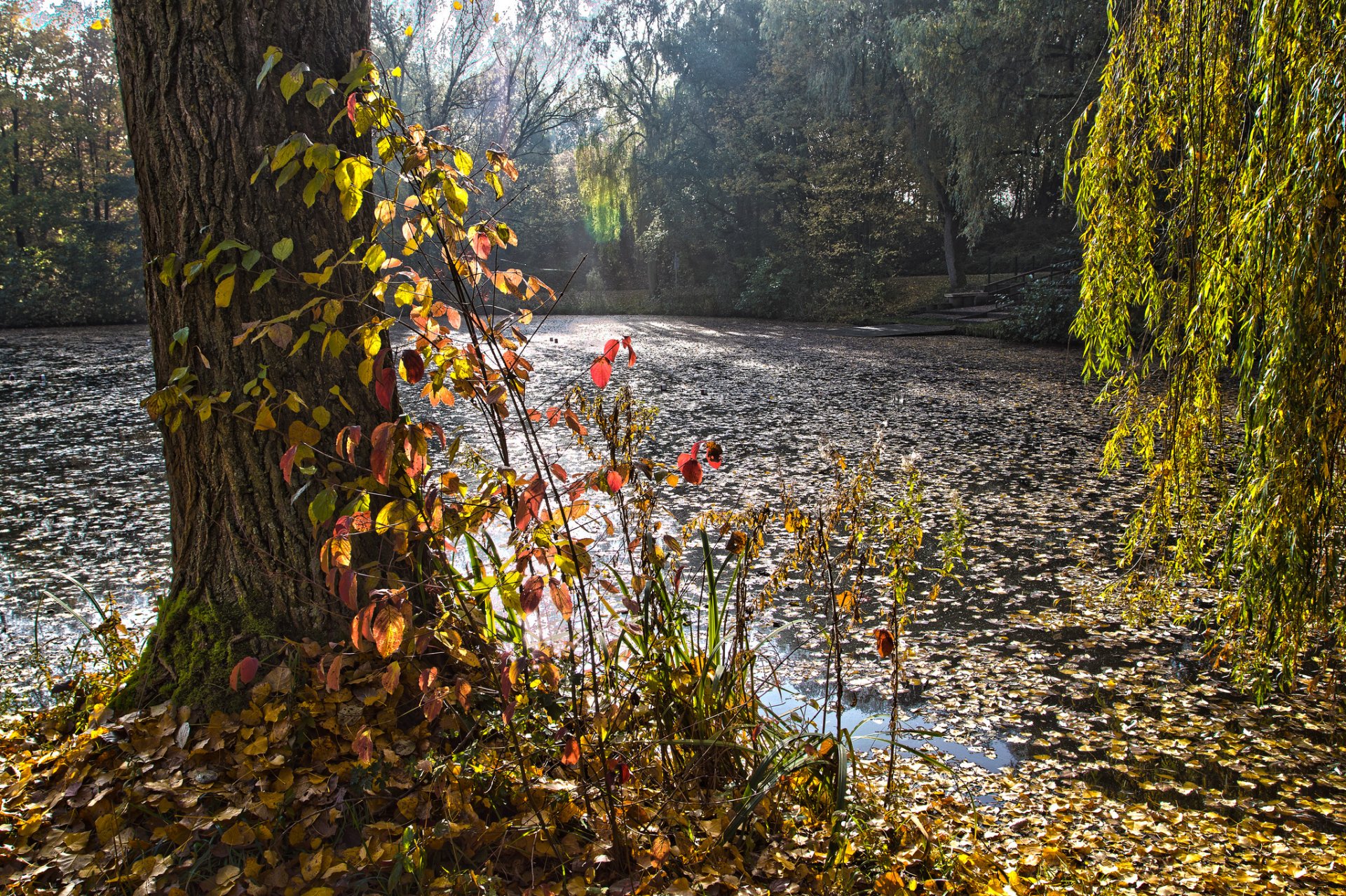 parc forêt étang lac automne