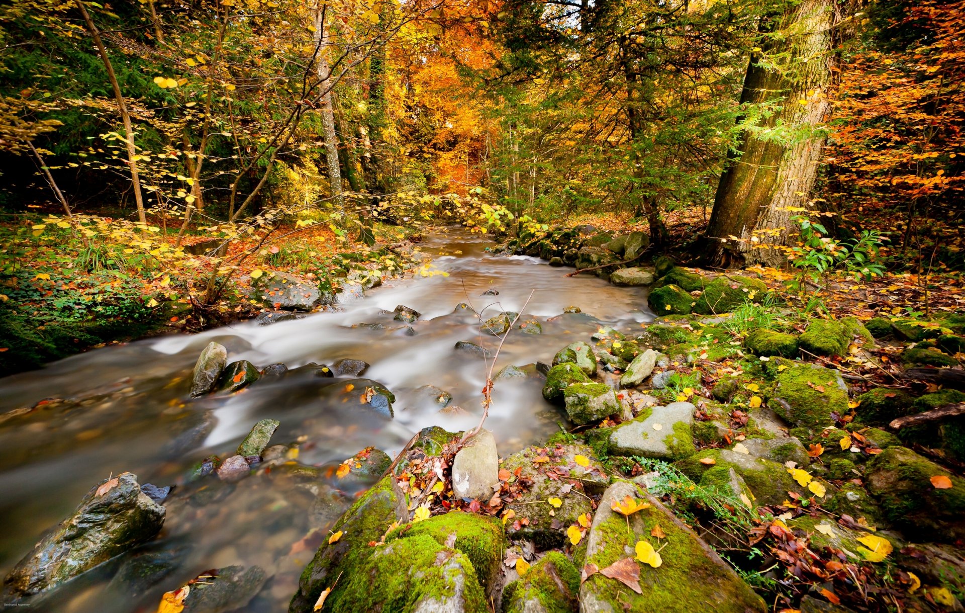 herbst wald fluss