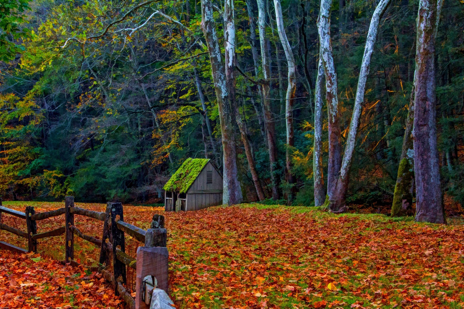 nature forest park trees leaves colorful road autumn fall colors walk grass house