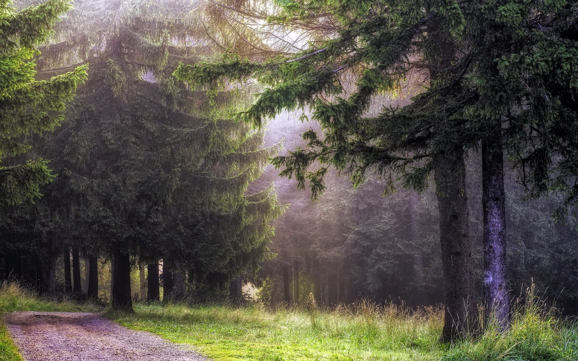 road forest landscape