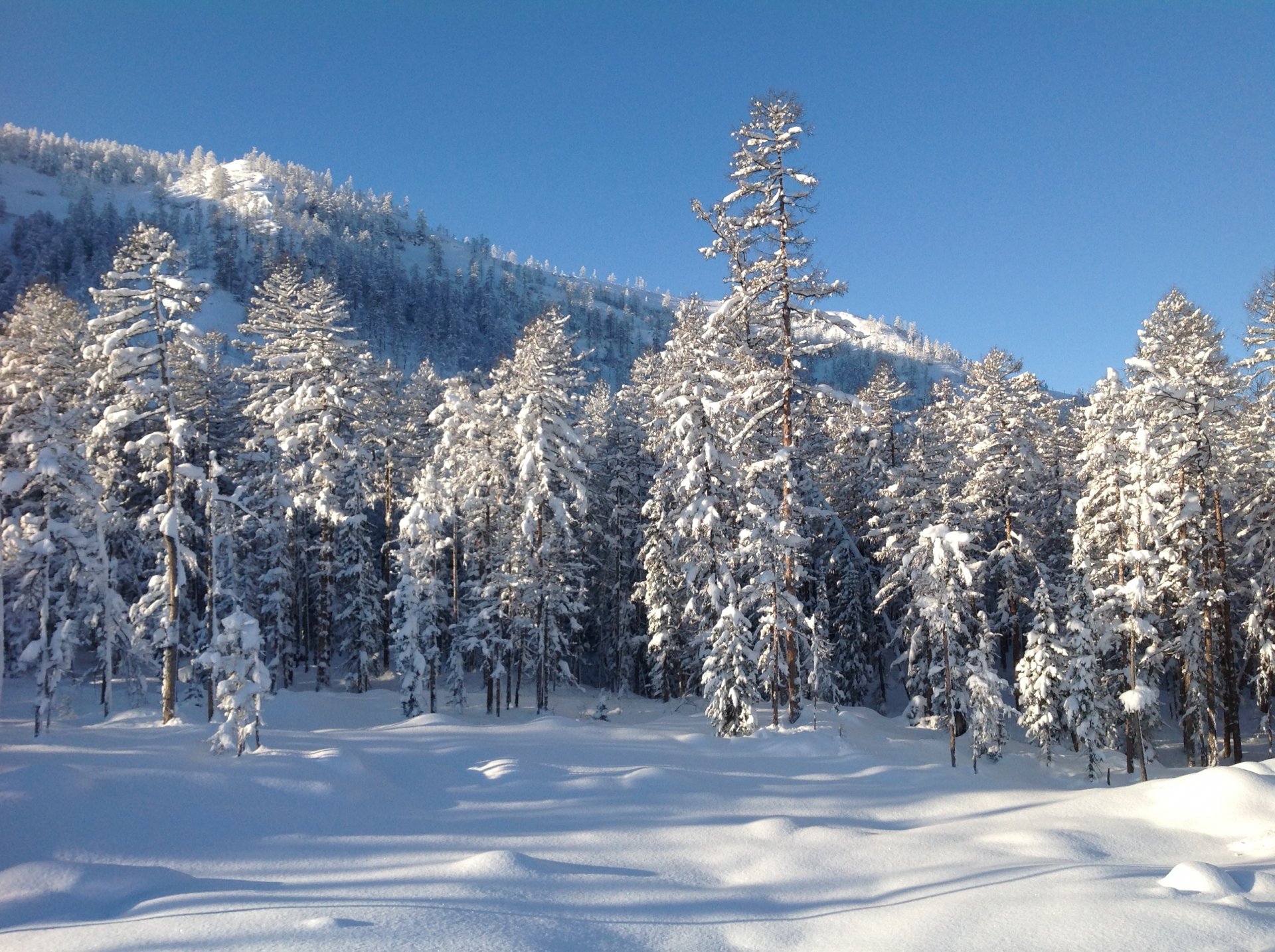 hiver forêt montagne neige arbres extrême-orient nature paysage photo