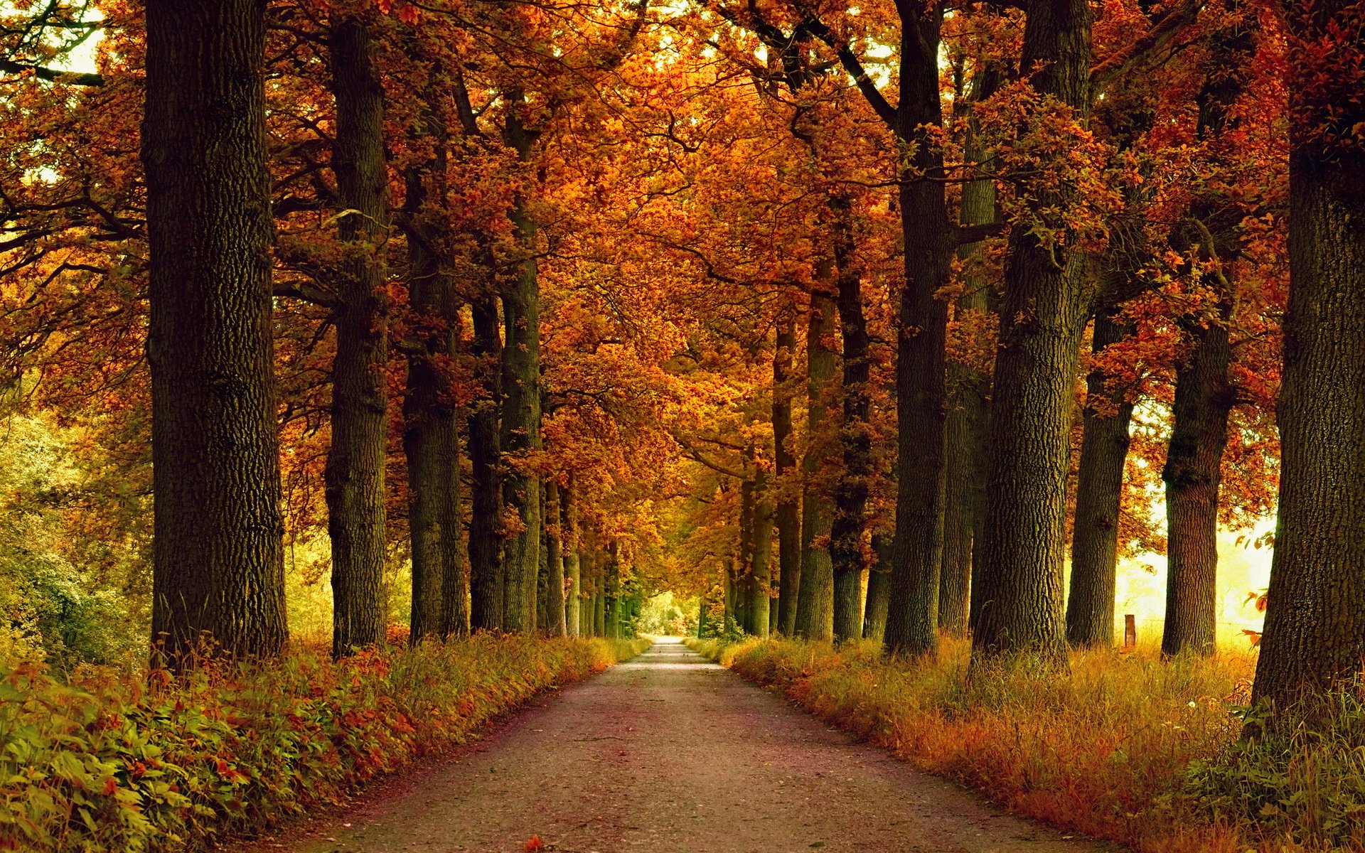 route automne nature