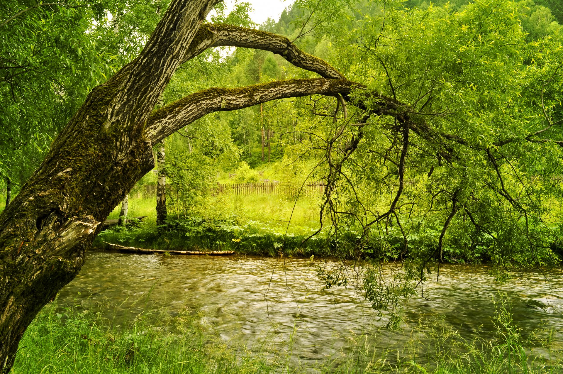 autunno fiume riva alberi fogliame giallo-verde prato recinzione
