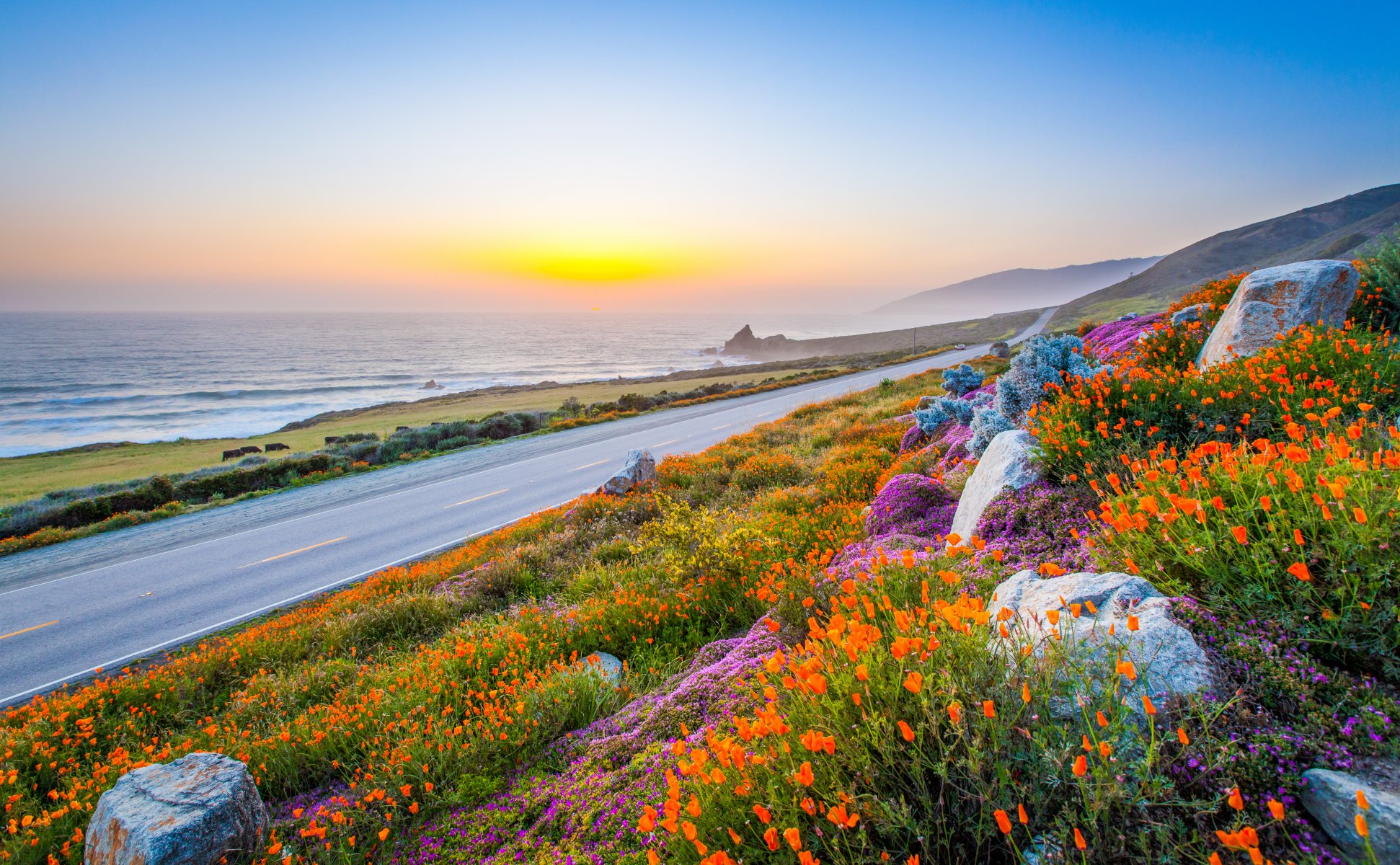 ky road stones flower poppies sea sunset