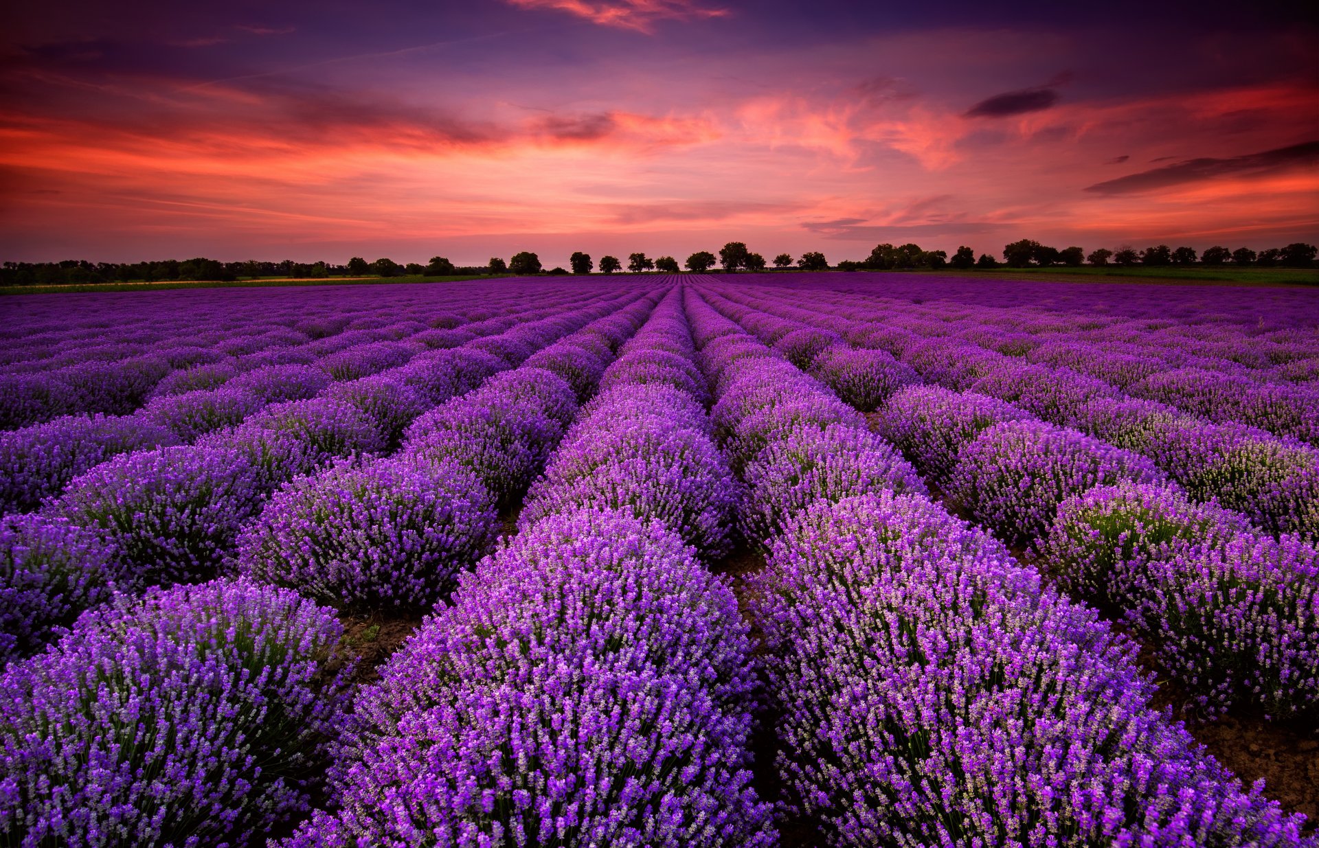 nature landscape the field flower lavender