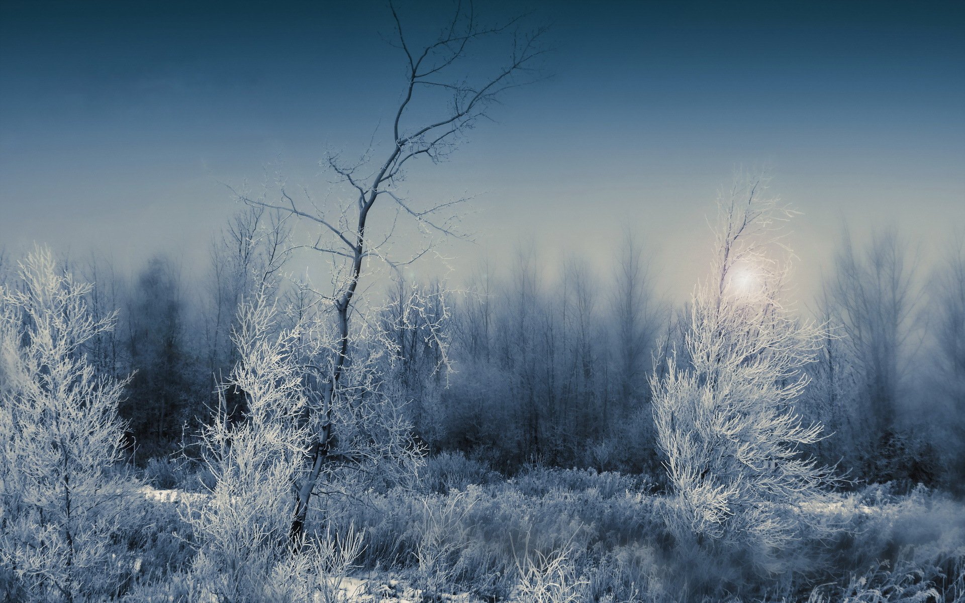 bosque noche invierno escarcha paisaje