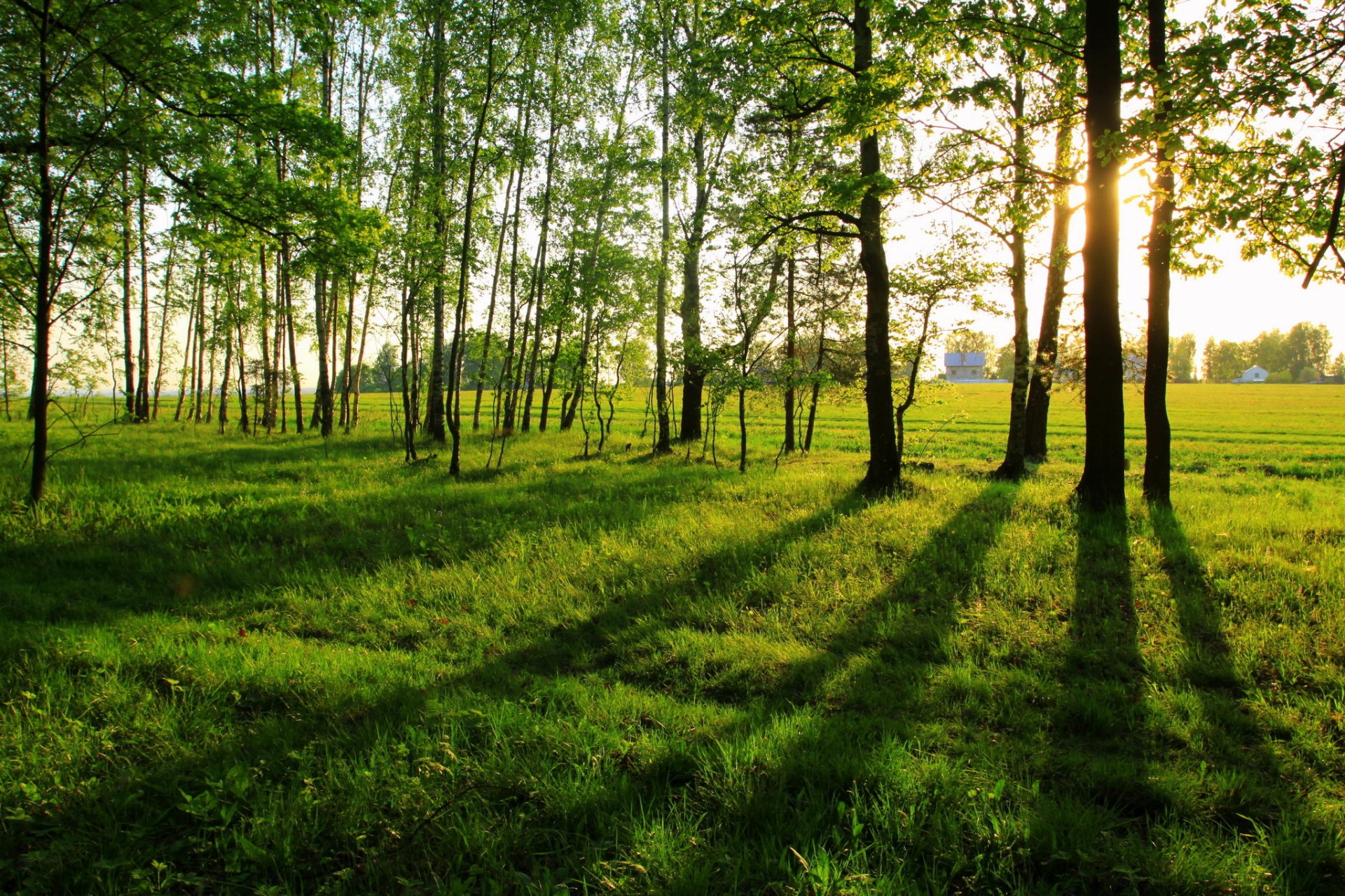 estate erba alberi verde sole natura
